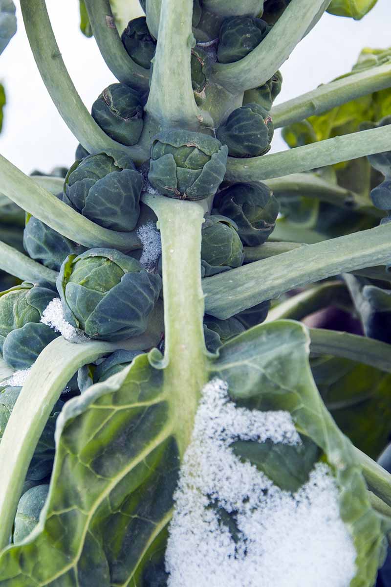 A close up vertical image of Brussels sprouts plants covered with a light dusting of snow.