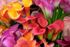 Bouquet of beautiful multi colored callas lilies.