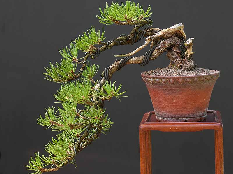 A close up horizontal image of a bonsai that has been trained into a cascade style pictured on a dark gray background.