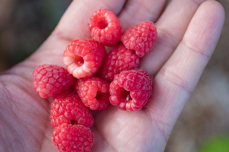 A close up horizontal image of a human hand holding 'Cascade Delight' raspberries.