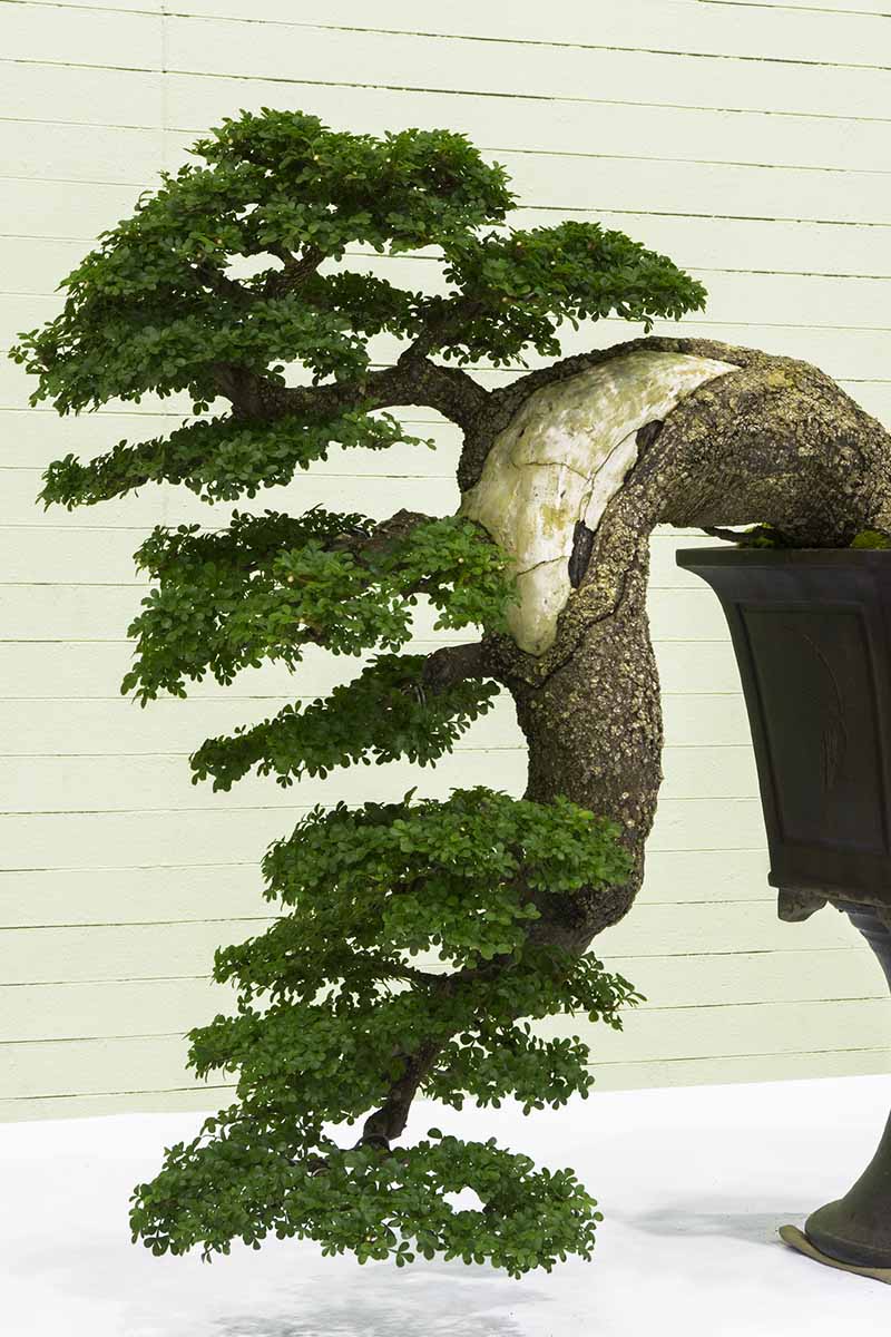 A close up vertical image of a cascade bonsai growing over the side of an elevated pot.