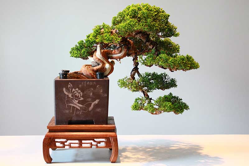 A close up horizontal image of a cascade style bonsai spilling over the edge of a square pot.