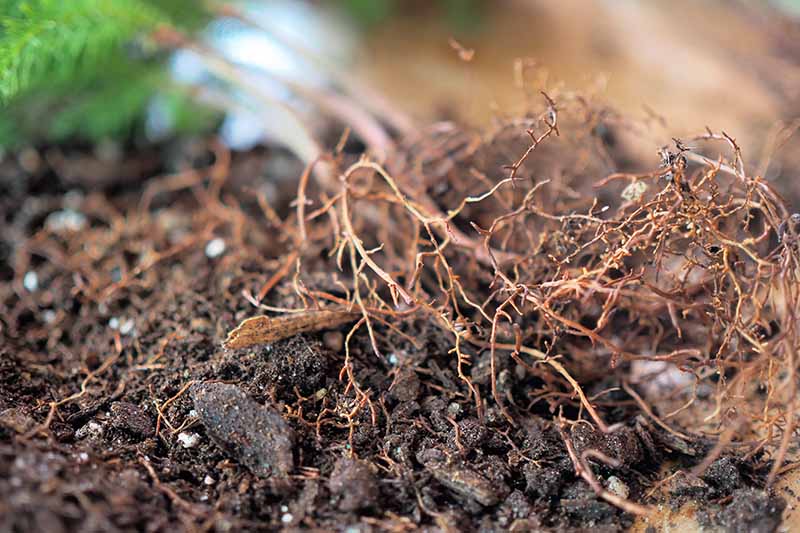 A close up horizontal image of the roots of a Norfolk Island pine that has been removed from its pot.