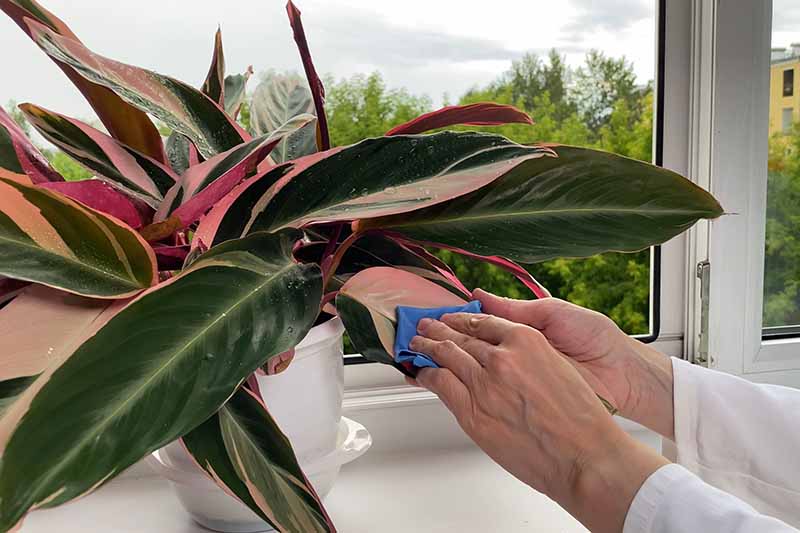 A close up horizontal image of a gardener cleaning the leaves of a Stromanthe thalia ‘Triostar’ plant that is set on a windowsill.