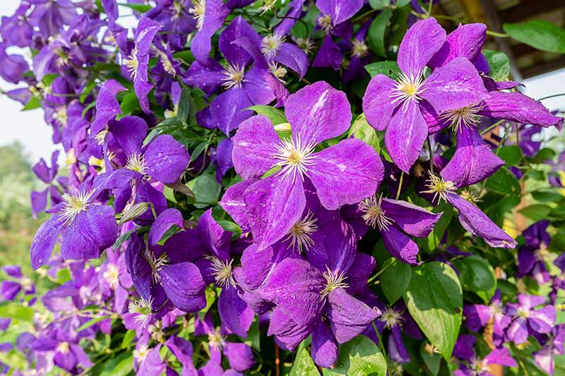 A close up horizontal image of light purple Clematis jackmanii growing in the garden pictured in bright sunshine.