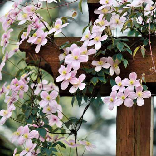 A close up square image of the pink flower of Clematis montana 'Mayleen' spilling over a wooden fence.