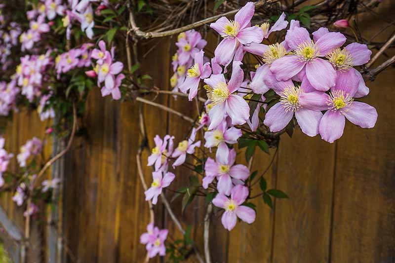 A close up horizontal image of pink clematis flowers growing over a wooden fence.