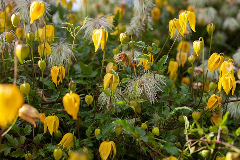 A close up horizontal image of delicate yellow flowers of Tangutica clematis.