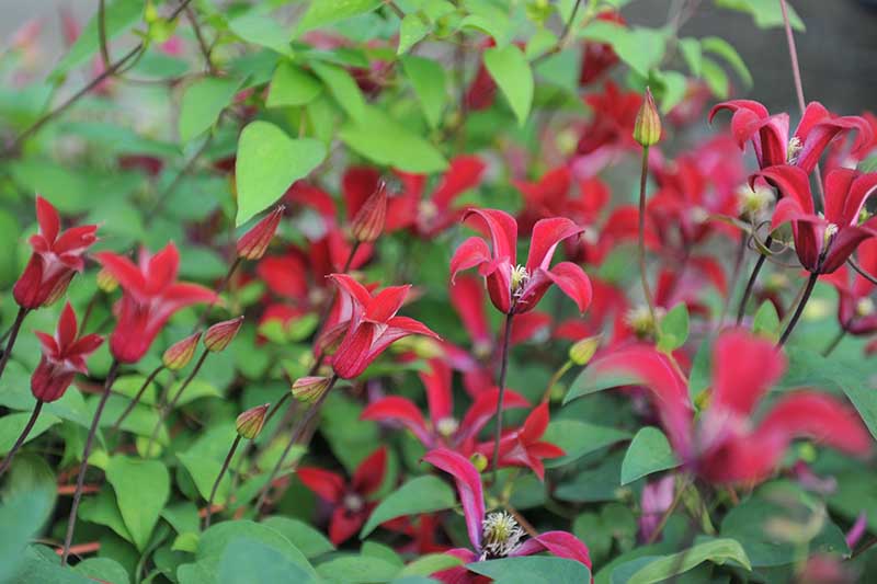 A close up horizontal image of the bright red flowers of Clematis texensis growing in the garden pictured on a soft focus background.