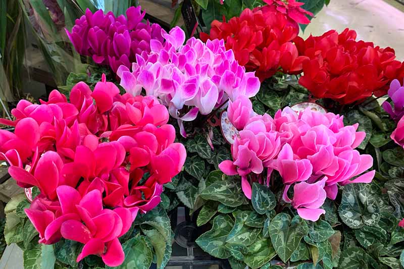 A close up horizontal image of potted Cyclamen persicum with red and pink flowers.