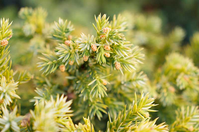 A close up horizontal image of a male juniper shrub with small cones developing pictured on a soft focus background.
