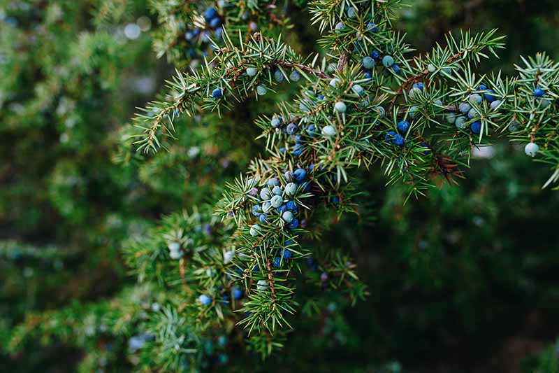 A close up horizontal image of a Juniperus communis shrub with ripe and unripe berries on the branches pictured on a soft focus background.