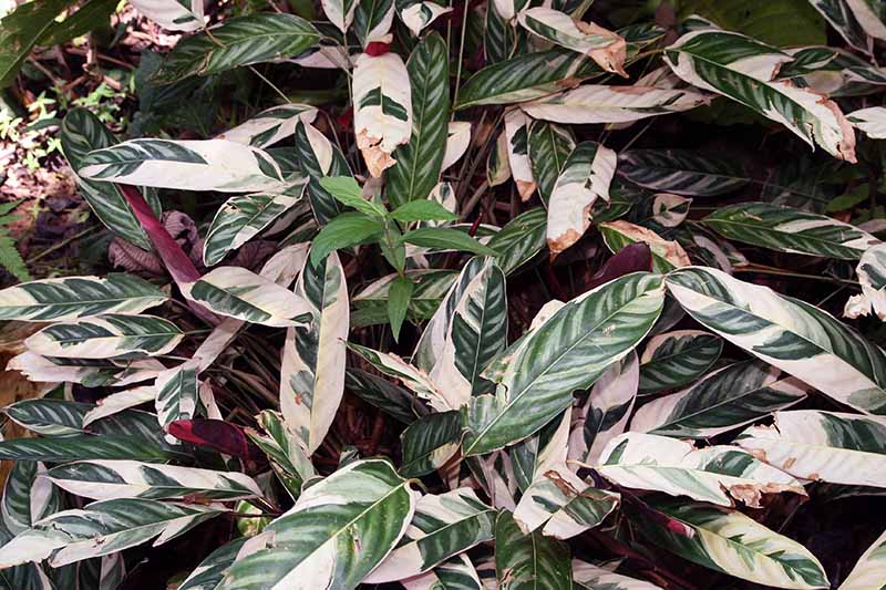 A close up horizontal image of the foliage of C. oppenheimiana growing outdoors.
