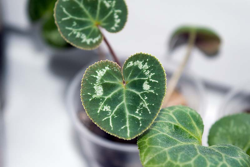 A close up horizontal image of new growth showing on a cyclamen seedling.