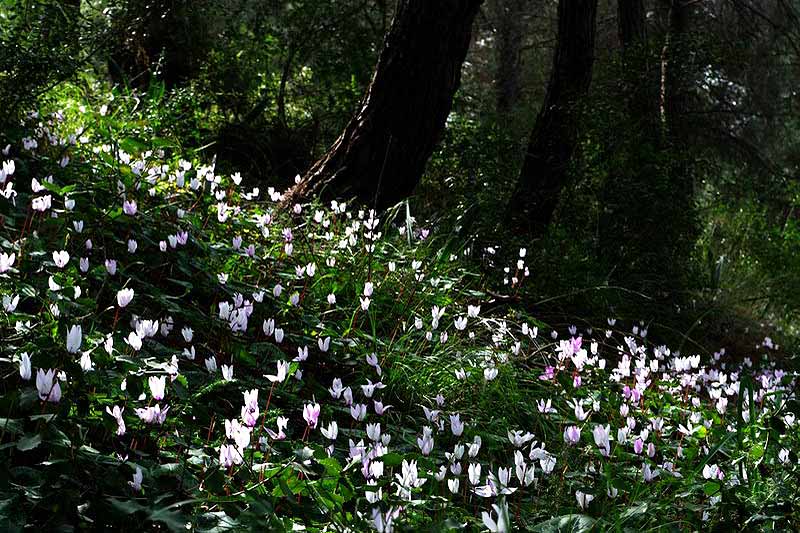 A horizontal image of a swathe of cyclamen growing in a woodland setting.
