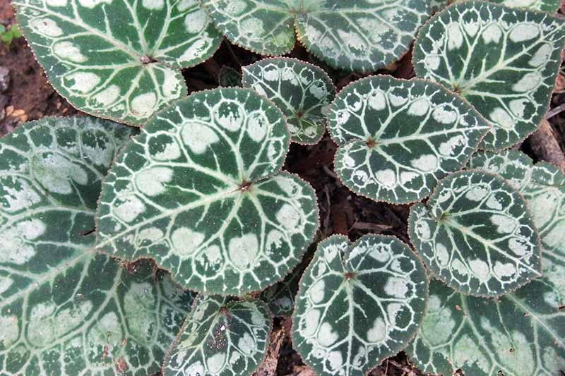 A close up horizontal image of the variegated, patterned foliage of a cyclamen plant.