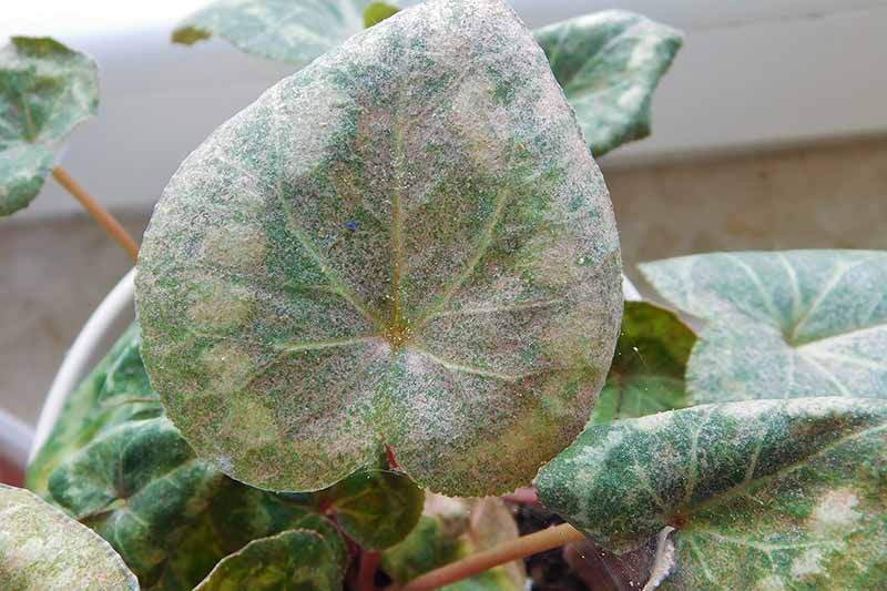 A close up horizontal image of cyclamen leaves suffering from disease and infestation pictured on a soft focus background.