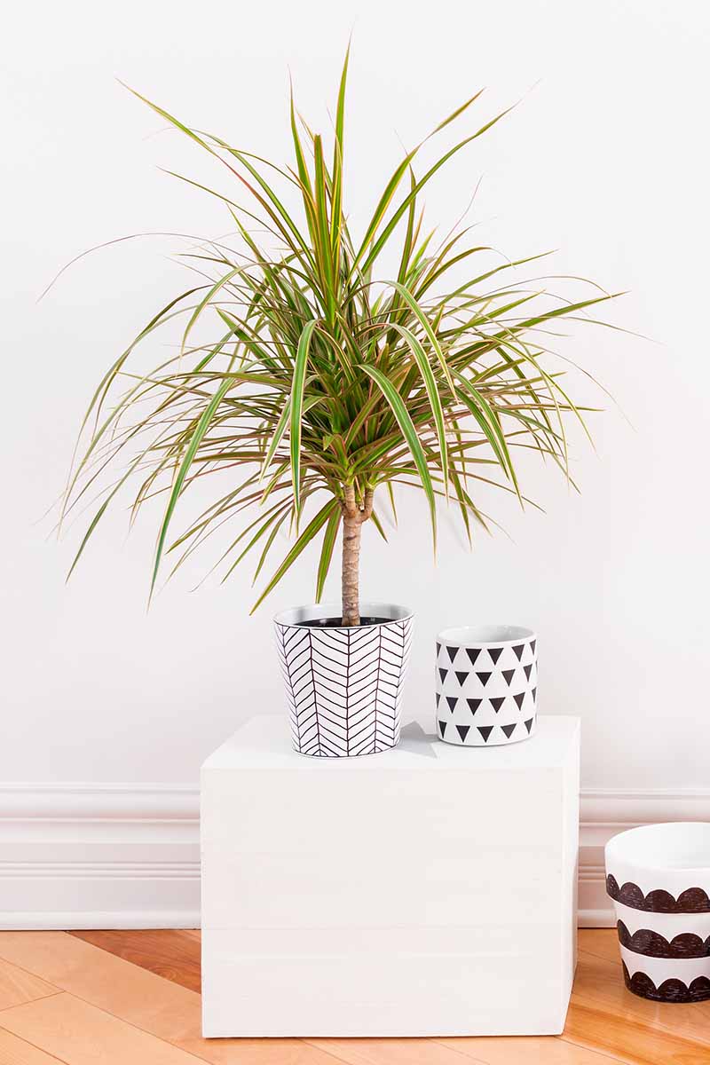 A close up vertical image of a Dracaena marginata plant growing in a small pot set on a white box with a white wall in the background.