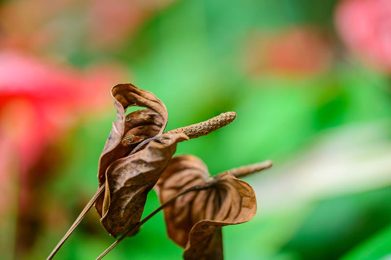 A close up horizontal image of dried anthurium bracts and spathes pictured on a soft focus background.