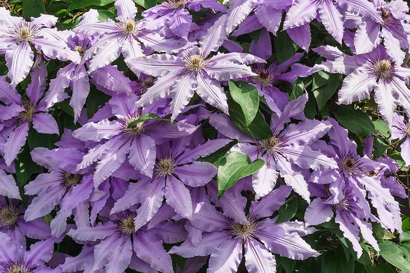 A close up horizontal image of the pale purple flowers of an early large flowered clematis pictured in bright sunshine.