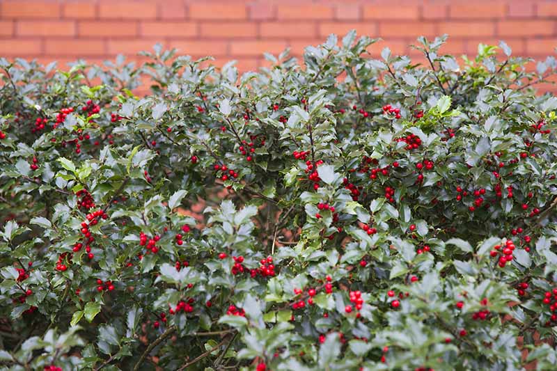 A close up horizontal image of English holly (Ilex aquifolium) growing as a neat hedge with a brick wall in the background.