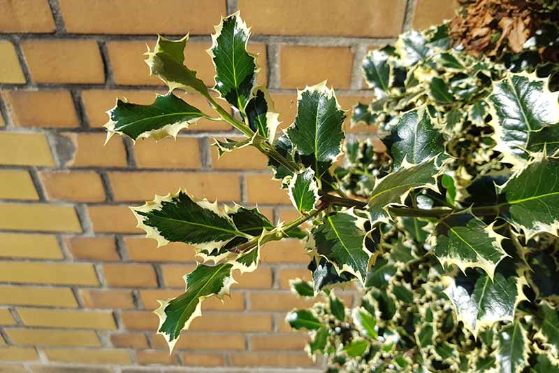 A close up horizontal image of the variegated foliage of English holly with a brick wall in the background.