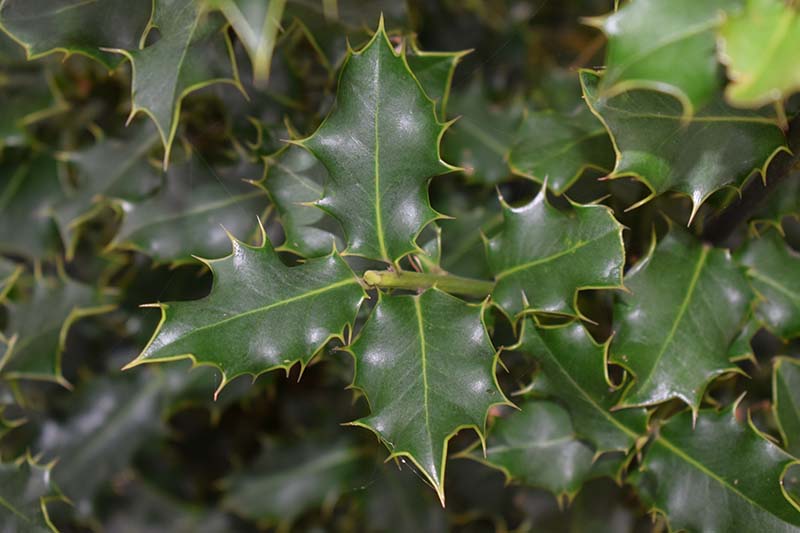 A close up horizontal image of the glossy green foliage of Ilex aquifolium.