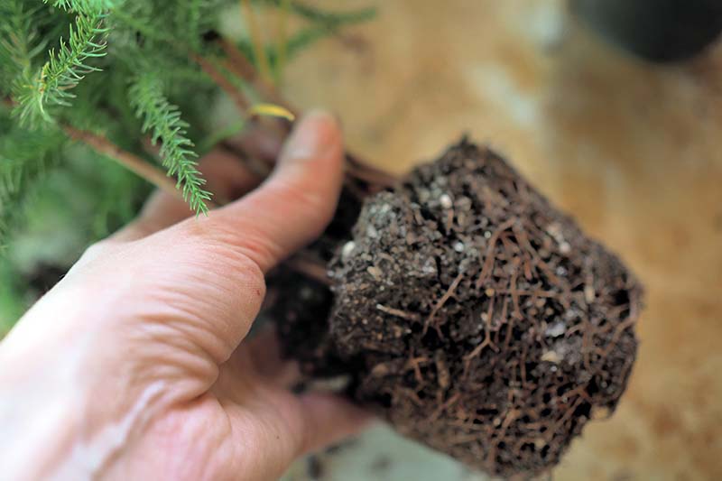 A close up horizontal image of a hand from the left of the frame holding the root ball of a potted plant that has been removed from its container.