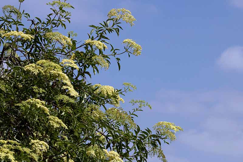 A close up horizontal image of a flowering Syringa reticulata pictured on a blue sky background.