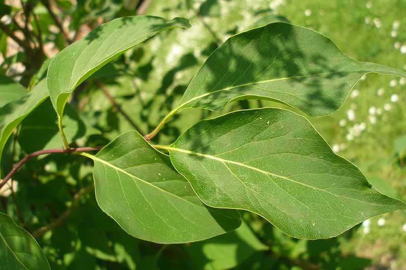 A close up horizontal image of the foliage of a Syringa reticulata growing in the garden pictured in light sunshine.