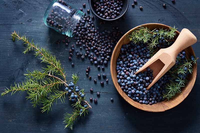 A close up horizontal image of a wooden bowl and a jar filled with juniper berries and branches scattered around.