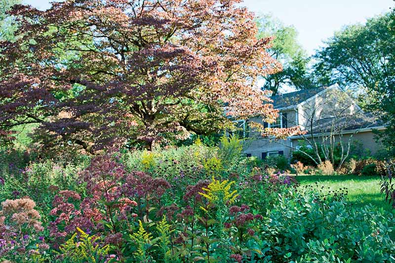 A close up horizontal image of a garden scene with mature trees and perennial borders, and a residence in the background.