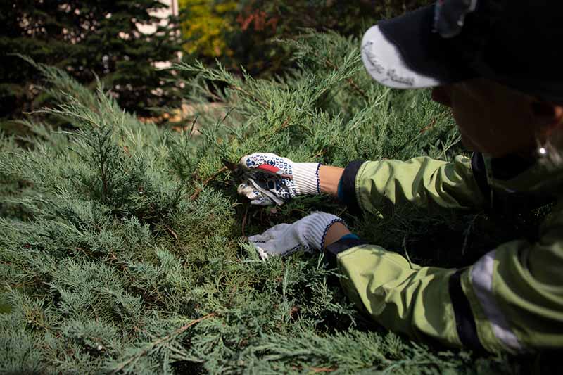 A close up horizontal image of a gardener wearing gloves trimming an overgrown juniper shrub.