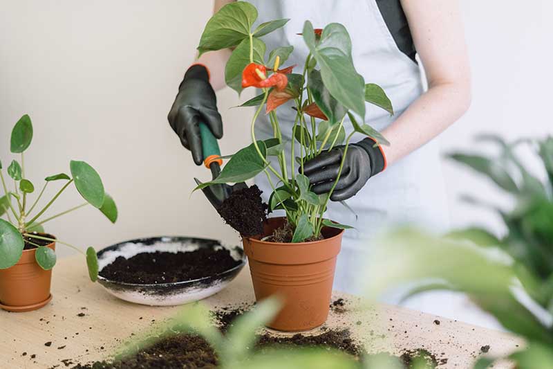 A close up horizontal image of a gardener wearing black gloves repotting an anthurium houseplant with fresh soil.