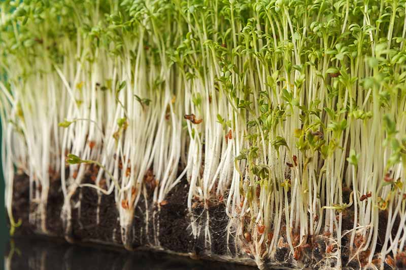 A close up horizontal image of alfalfa sprouts growing in soil to show the roots and tops.