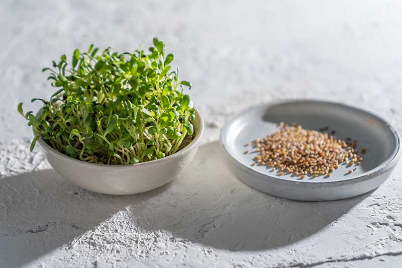 A close up horizontal image of two bowls, one with seeds and the other with sprouting greens set on a white surface pictured in bright sunshine.