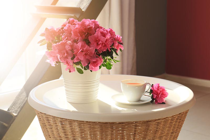 A close up horizontal image of a potted florist's azalea on a white side table with a cup of tea pictured in filtered sunshine.