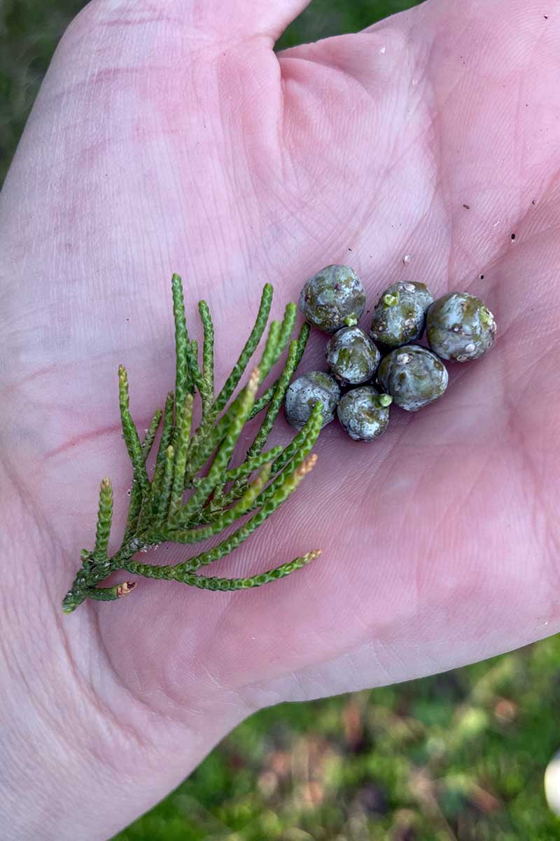 A close up vertical image of a handful of freshly harvested juniper berries with a sprig of foliage.