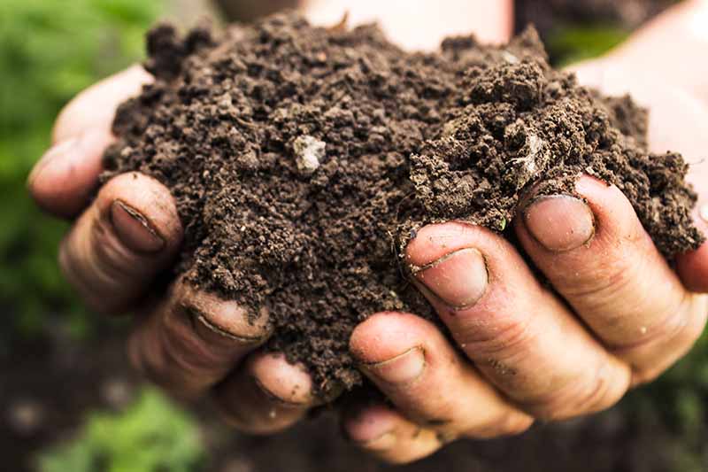A close up horizontal image of two hands holding dark, rich soil.