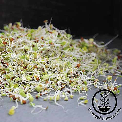 A close up square image of a pile of sprouts on a dark gray surface. To the bottom right of the frame is a black circular logo with text.