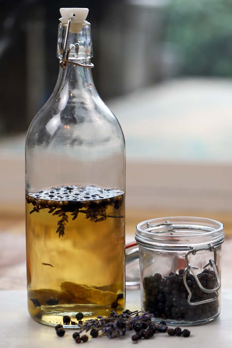 A close up vertical image of a bottle filled with homemade gin with a jar to the right of the frame filled with freshly harvested juniper berries.