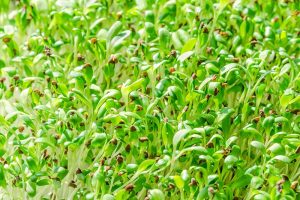 Healthy and Tasty: How to Grow Alfalfa Sprouts and Microgreens at Home