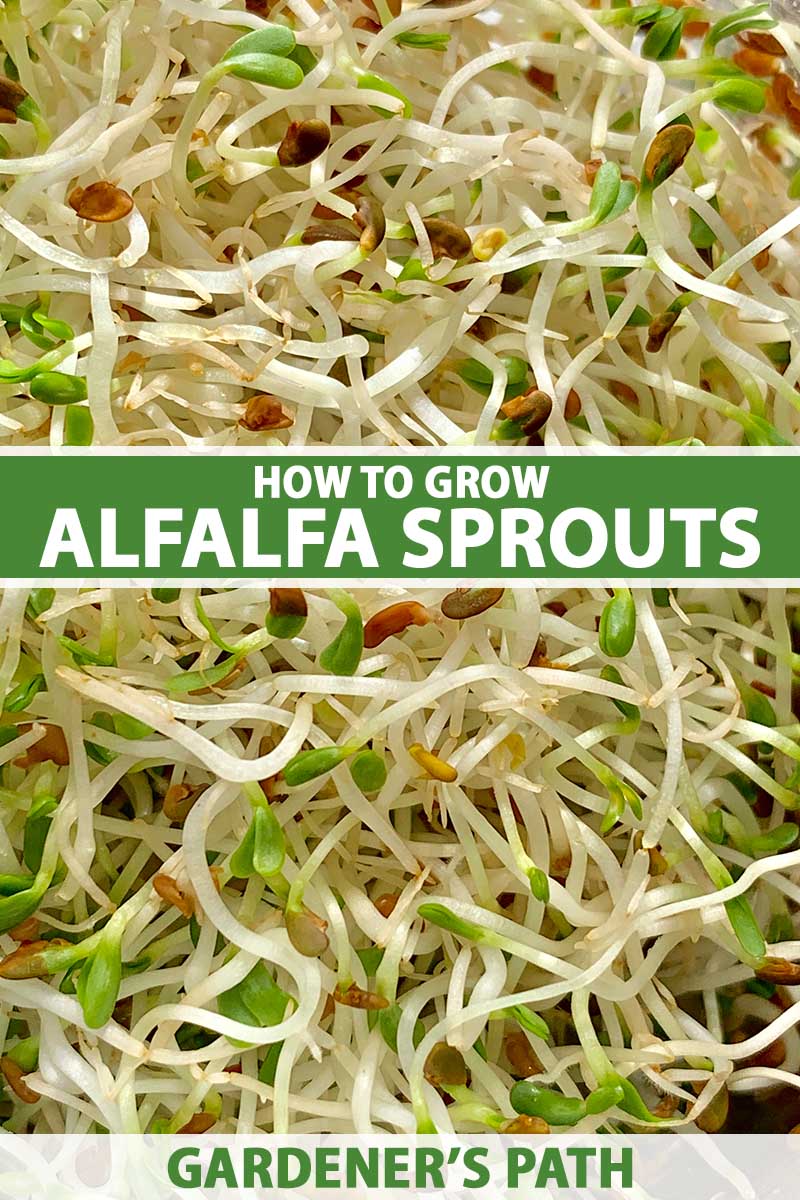A close up vertical background image of alfalfa sprouts freshly harvested and ready to use. To the center and bottom of the frame is green and white printed text.