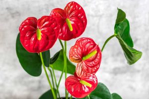 How to Grow and Care for Anthurium Houseplants