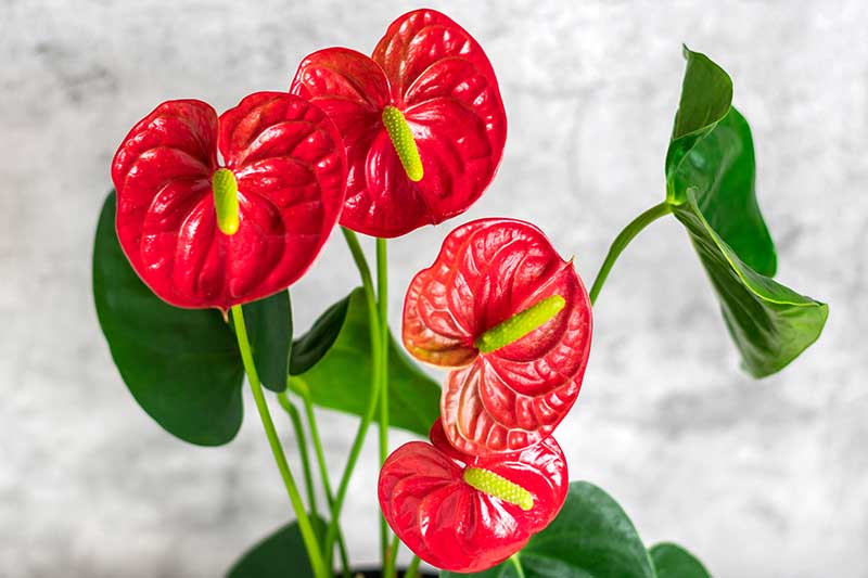 A close up horizontal image of an anthurium plant growing indoors pictured on a white background.
