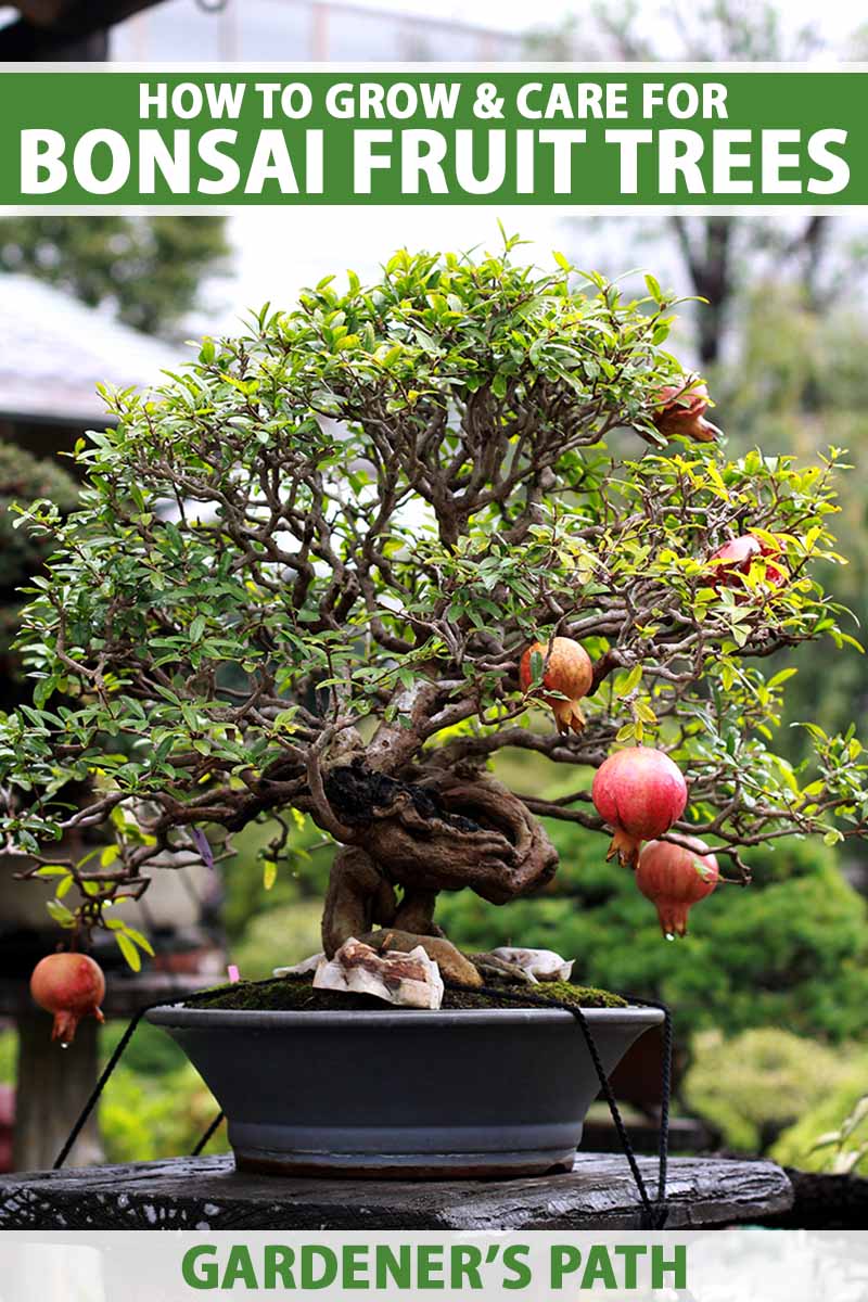 A close up vertical image of a pomegranate tree growing as a bonsai set on a wooden surface pictured on a soft focus background. To the top and bottom of the frame is green and white printed text.