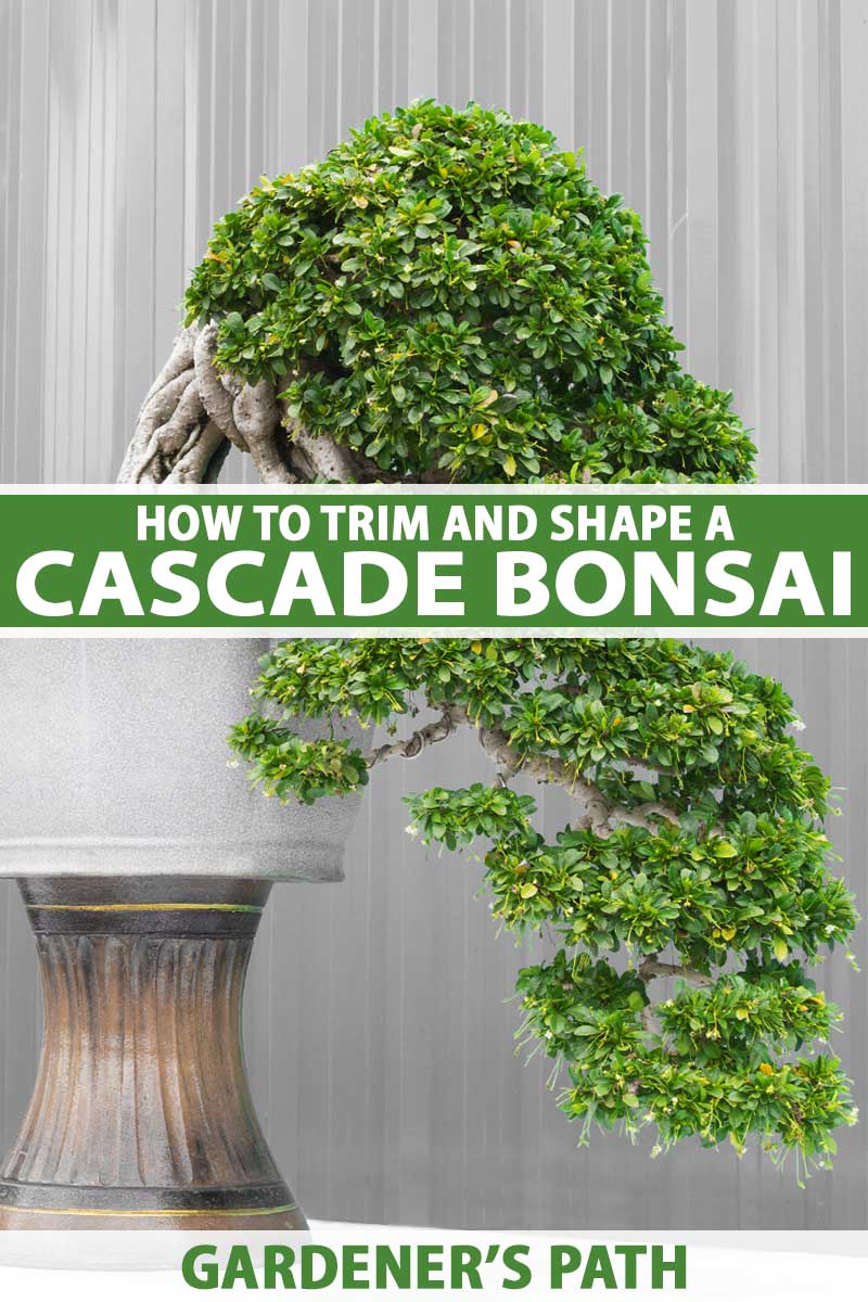 A close up vertical image of a cascade style bonsai spilling over the side of a white pot. To the center and bottom of the frame is green and white printed text.