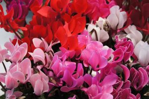A close up horizontal image of Cyclamen persicum flowers growing in pots.