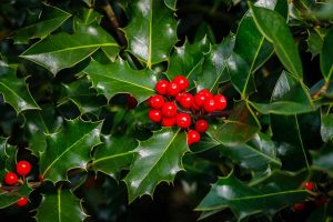 How to Grow and Care for English Holly