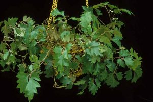 A close up horizontal image of grape ivy (Cissus alata) growing in a hanging basket pictured on a dark background.